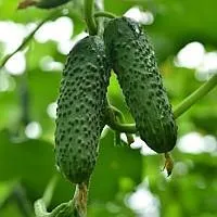 Огурец Герман. Seminis. Семена. F1