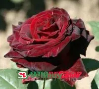 Роза Перль Нуар (Perle Noire)