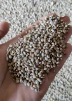 Семена промышленной конопли