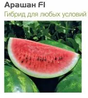 Cемена арбуза Арашан F1 (1000c)
