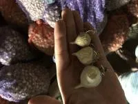 Однозубка чеснока сорт любаша