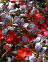 Саженцы Барбариса средний 'Red Jewel'